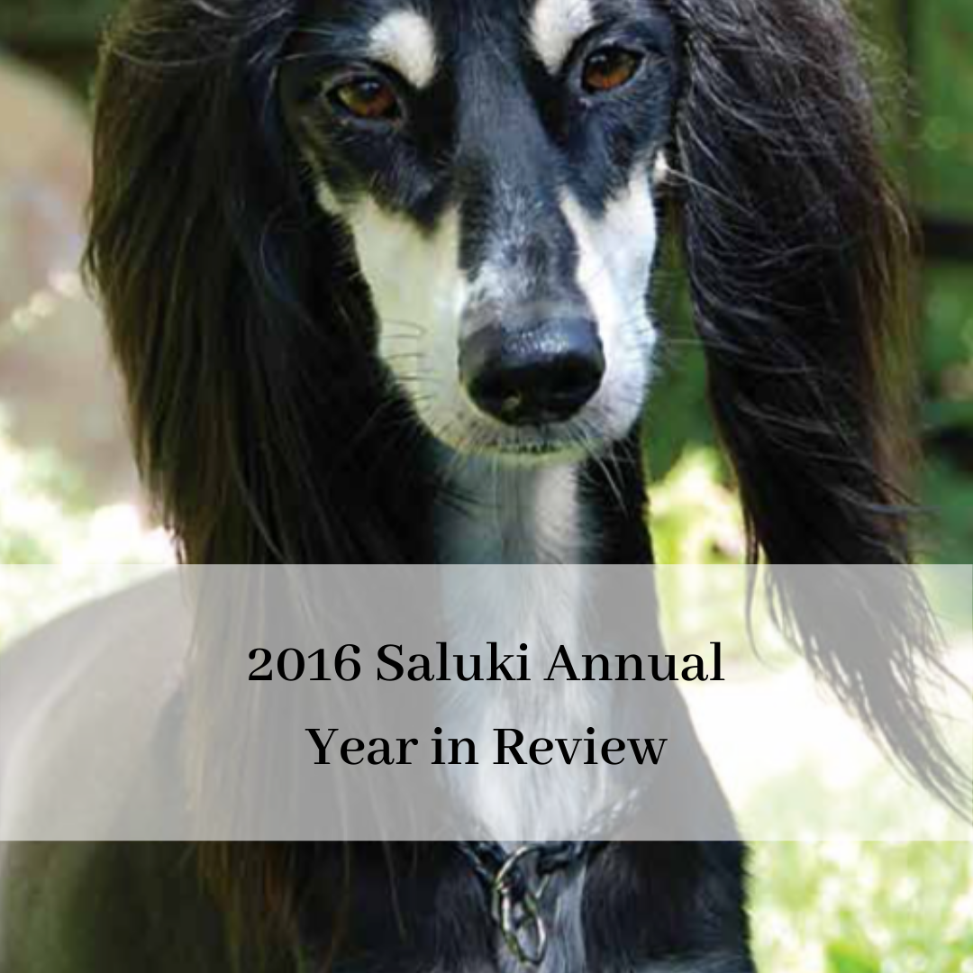 2019 saluki club of canada national specialty-9.png