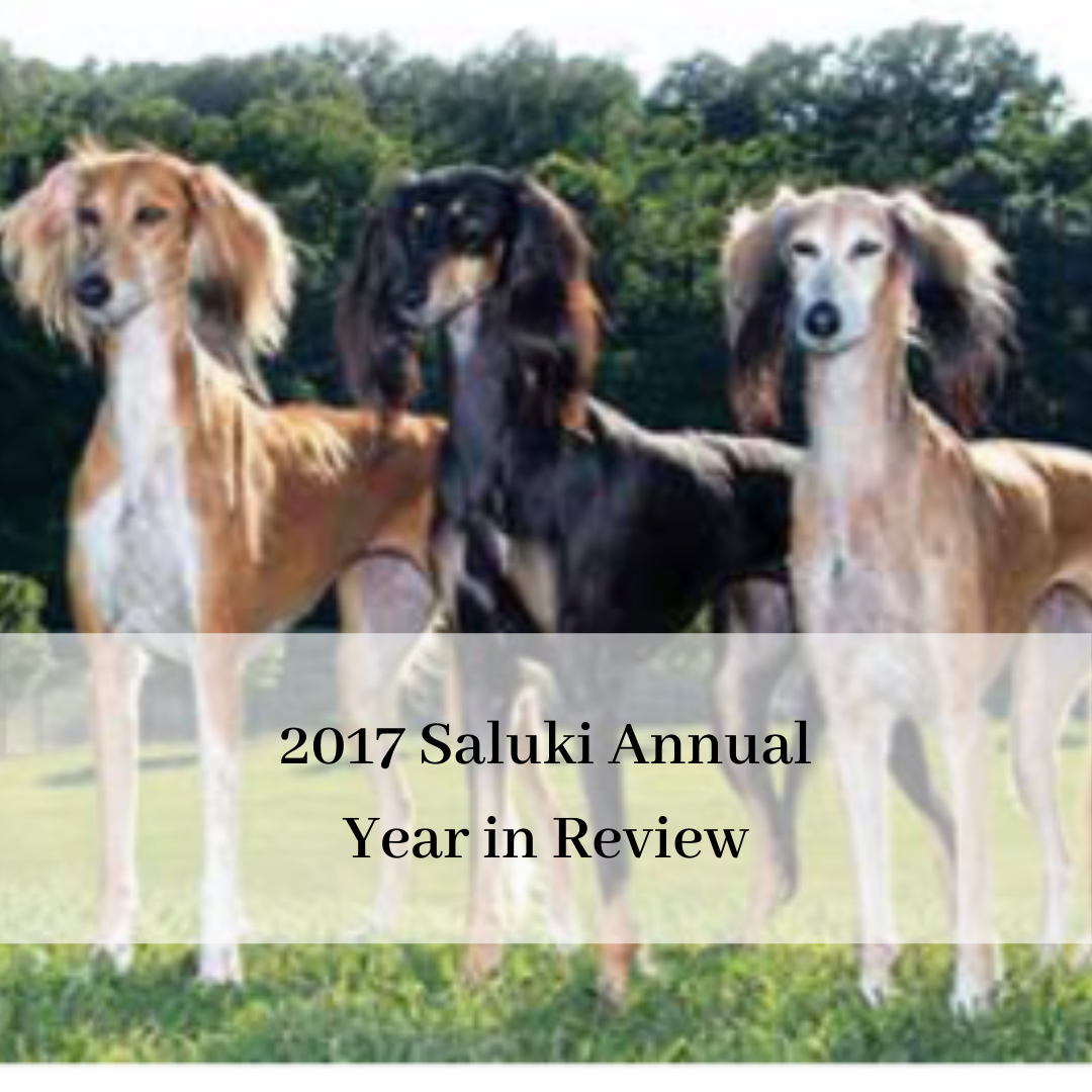 2019 saluki club of canada national specialty-11.png