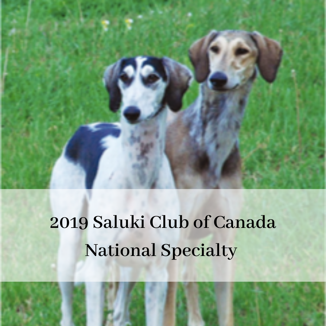 2019 saluki club of canada national specialty-12.png