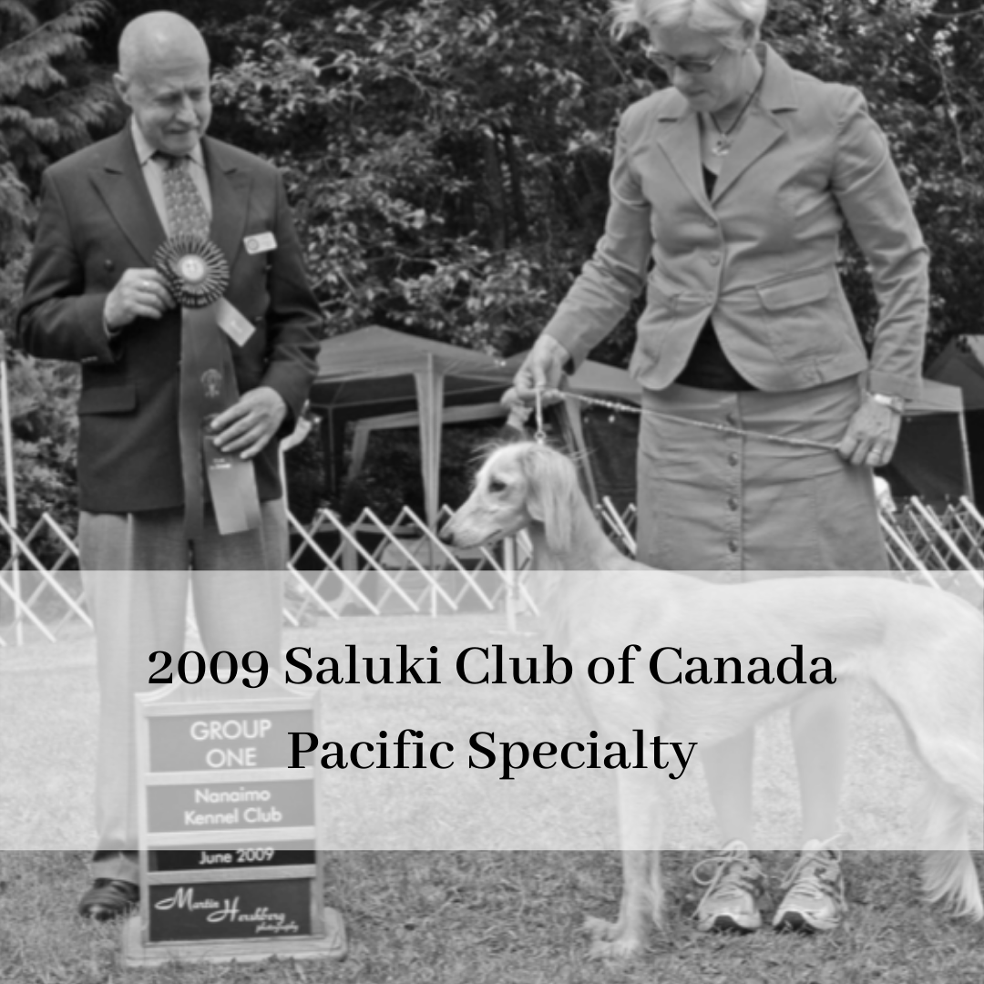 2019 saluki club of canada national specialty-13.png