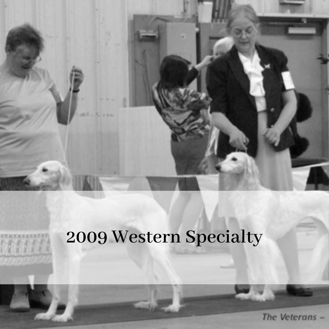 2019 saluki club of canada national specialty-15.png