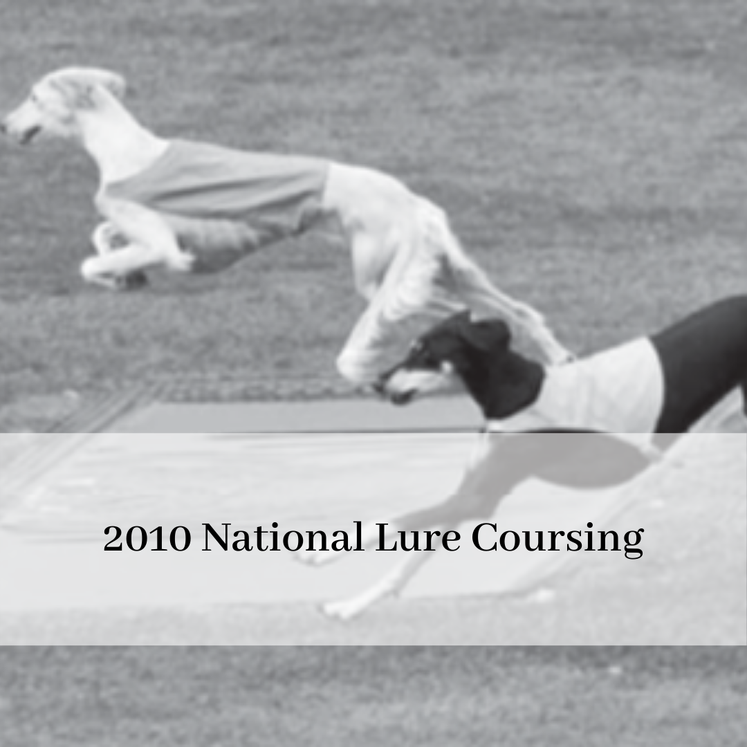 2019 saluki club of canada national specialty-16.png