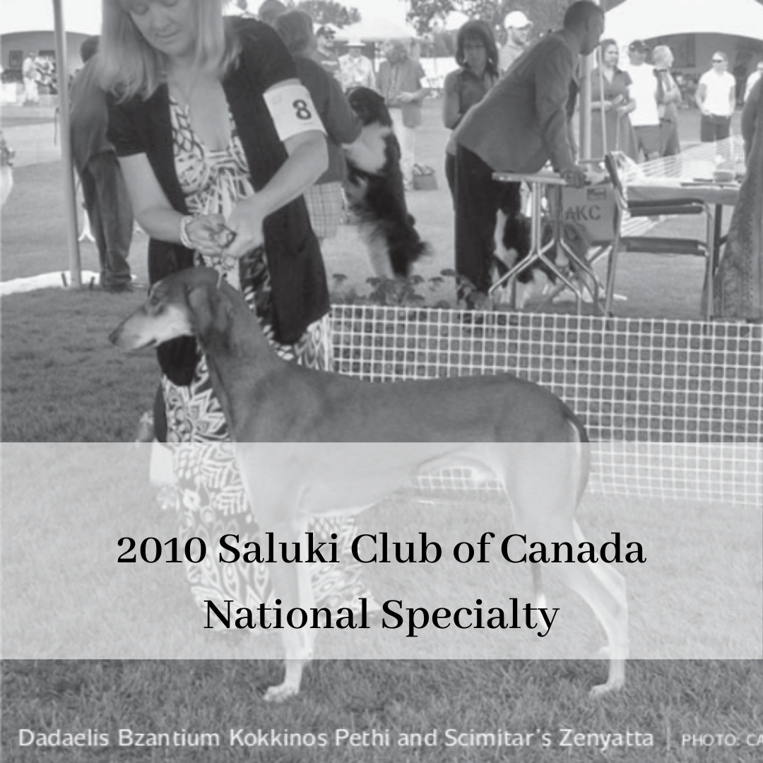 2019 saluki club of canada national specialty-18.png
