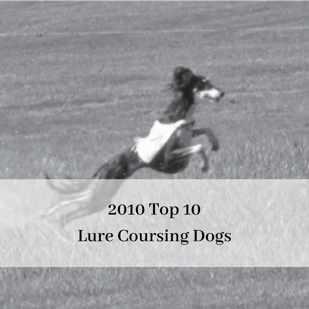 2019 saluki club of canada national specialty-13.png