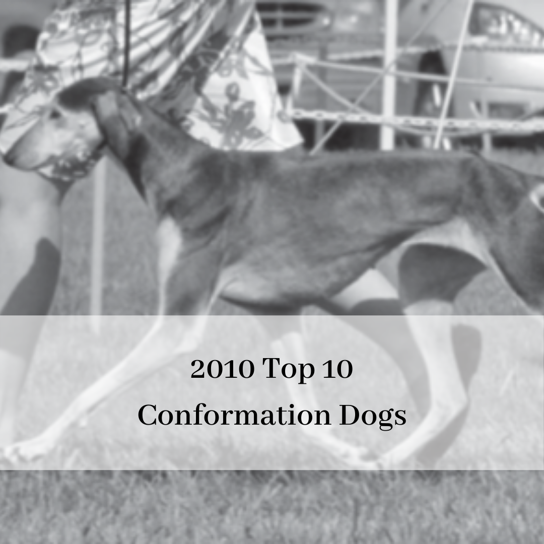 2019 saluki club of canada national specialty-14.png