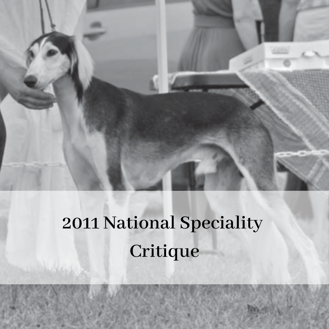 2019 saluki club of canada national specialty-13.png