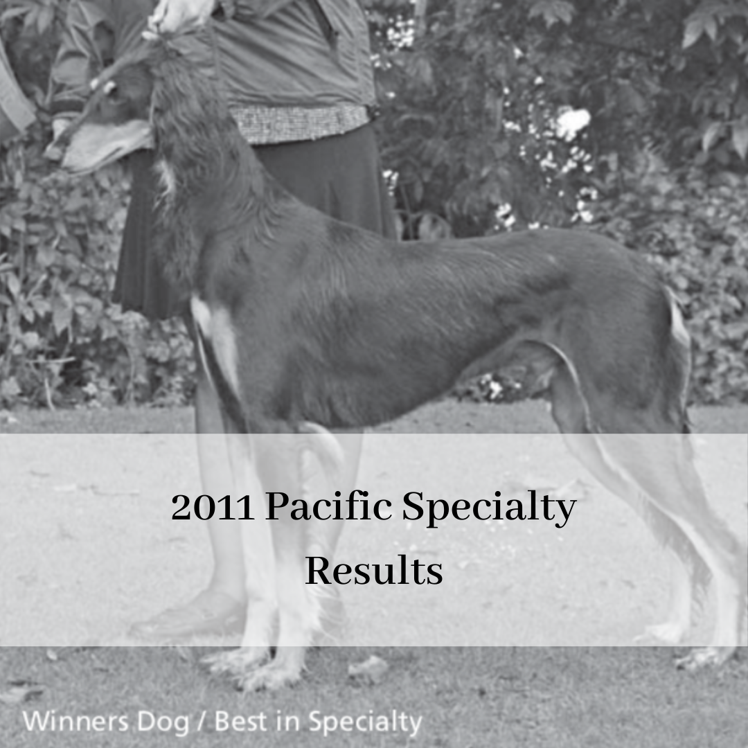 2019 saluki club of canada national specialty-13.png