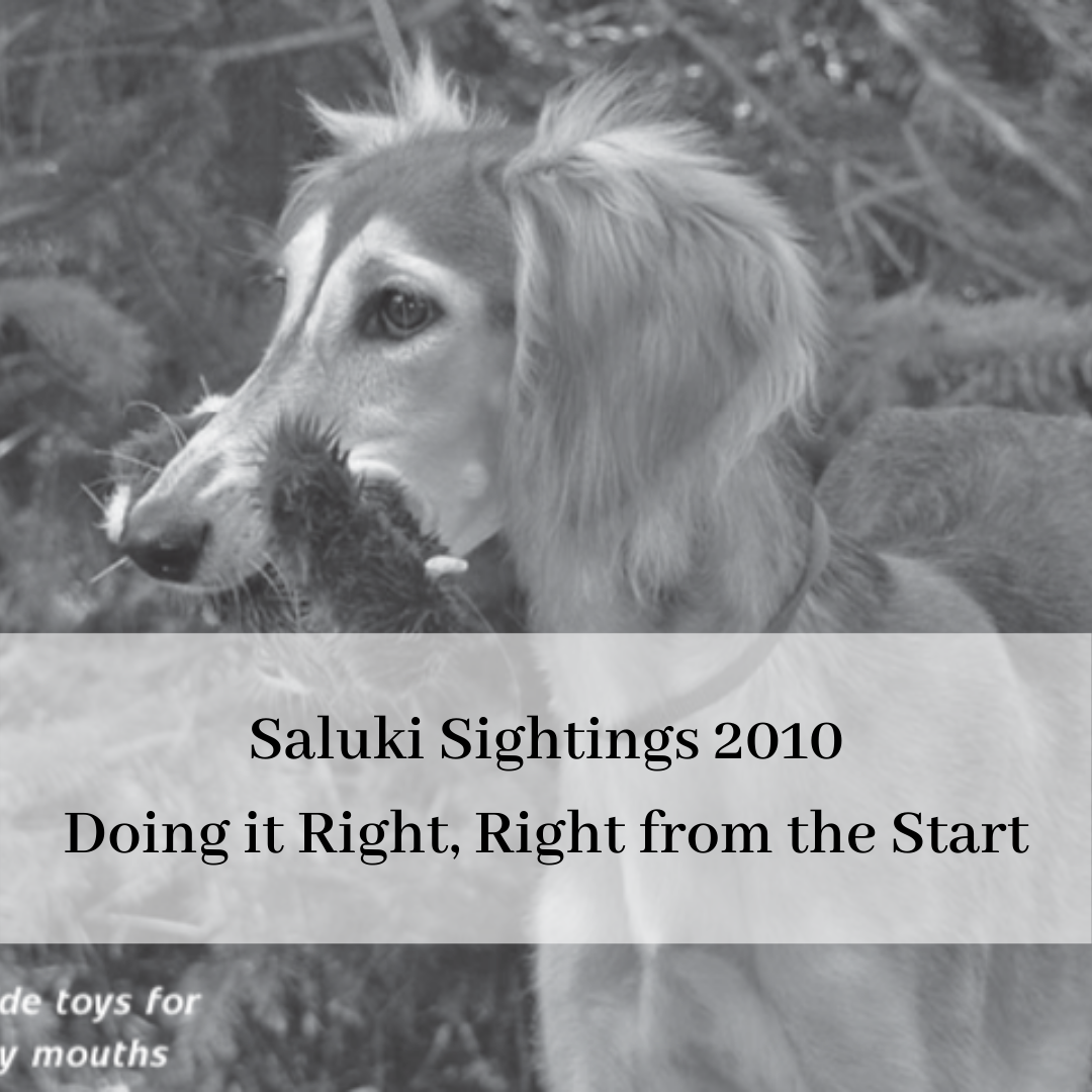 2019 saluki club of canada national specialty-19.png