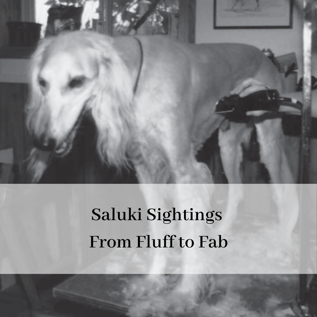 2019 saluki club of canada national specialty-20.png