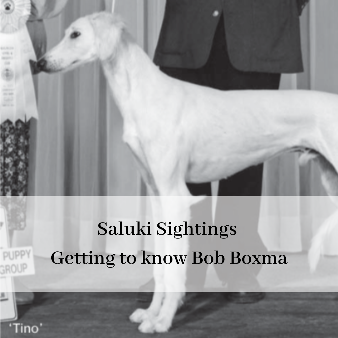 2019 saluki club of canada national specialty-14.png