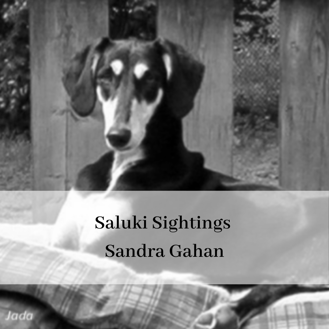 2019 saluki club of canada national specialty-17.png