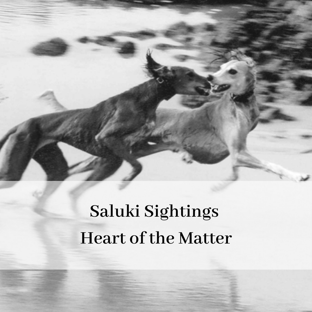 2019 saluki club of canada national specialty-18.png