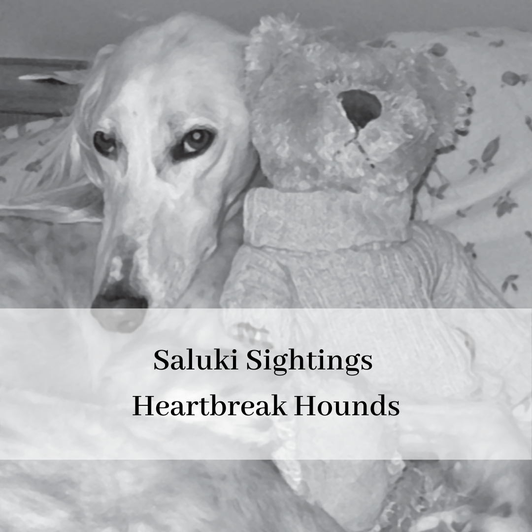 2019 saluki club of canada national specialty-19.png