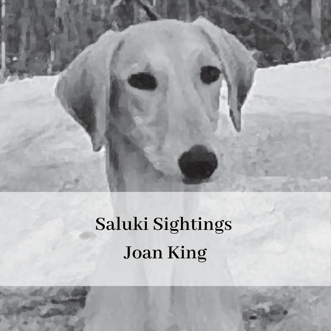 2019 saluki club of canada national specialty-15.png