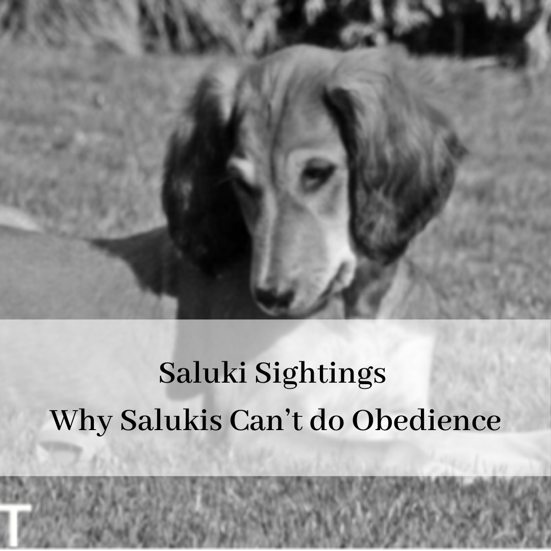 2019 saluki club of canada national specialty-14.png