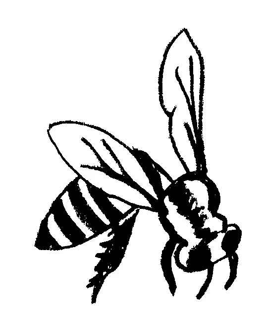 wasp.jpg