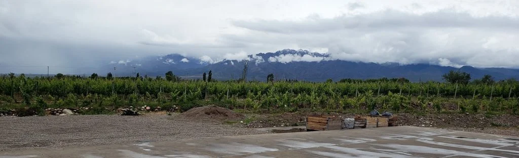 Mendoza-Vineyard-v2-1024x312.jpg