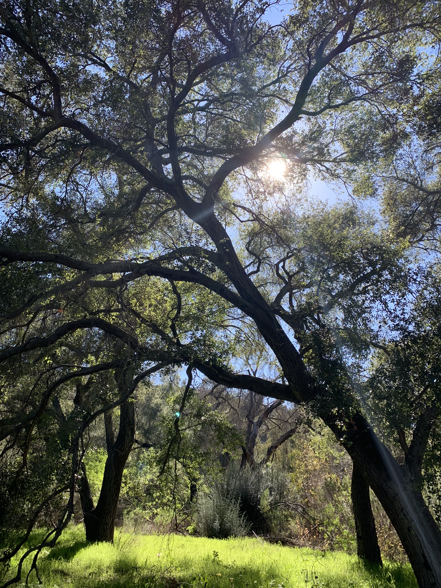 IMG_0570 (1).jpeg