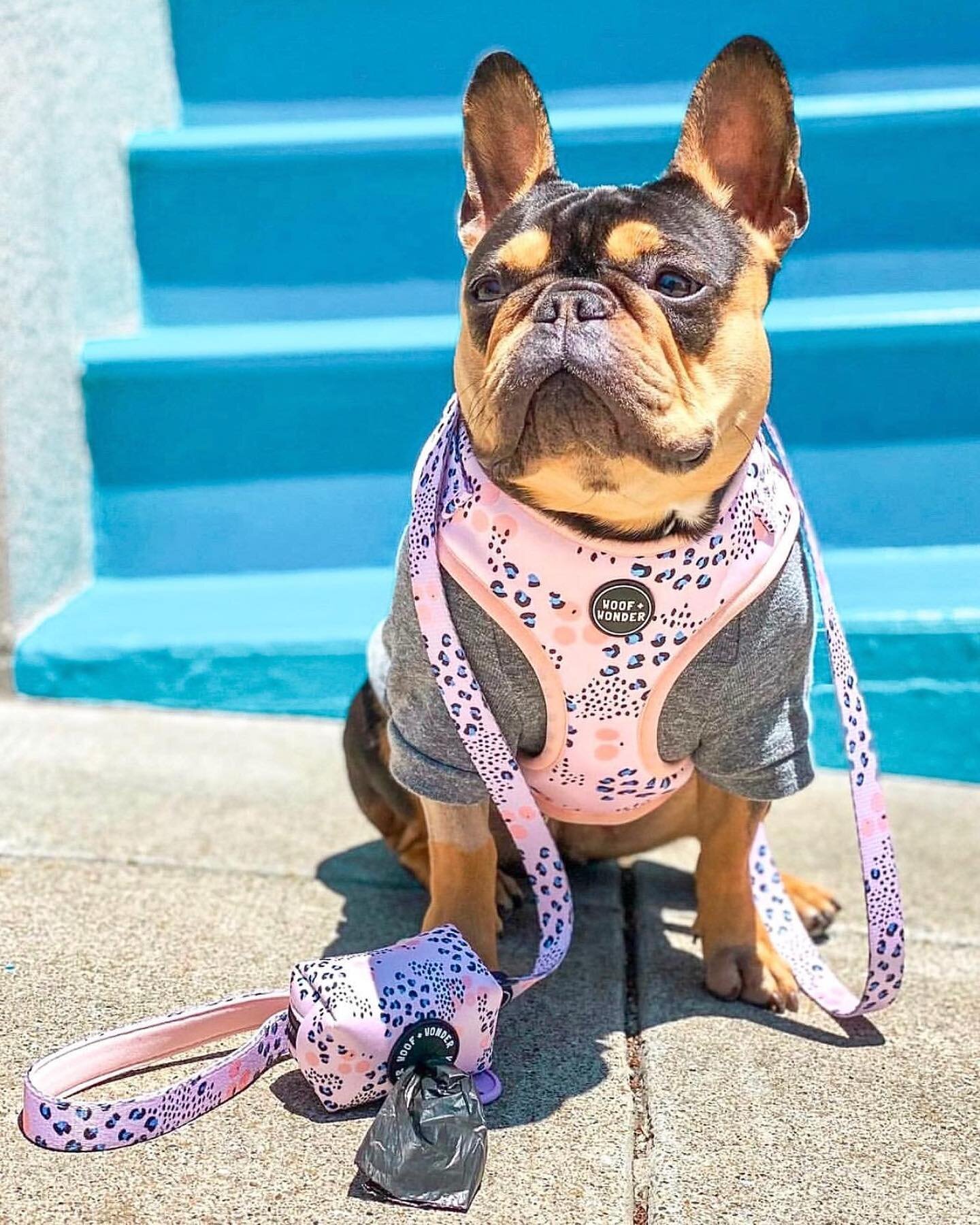 ✔️Eyebrows on point 
✔️Pink leopard print look on point 

Our @woofandwonder spotted in the city harness will be up on our website tomorrow! ✨

Watch this space with @_talathefrenchie 

#leopardprinteverything #prettyinpink #leopardprint #adjustableh