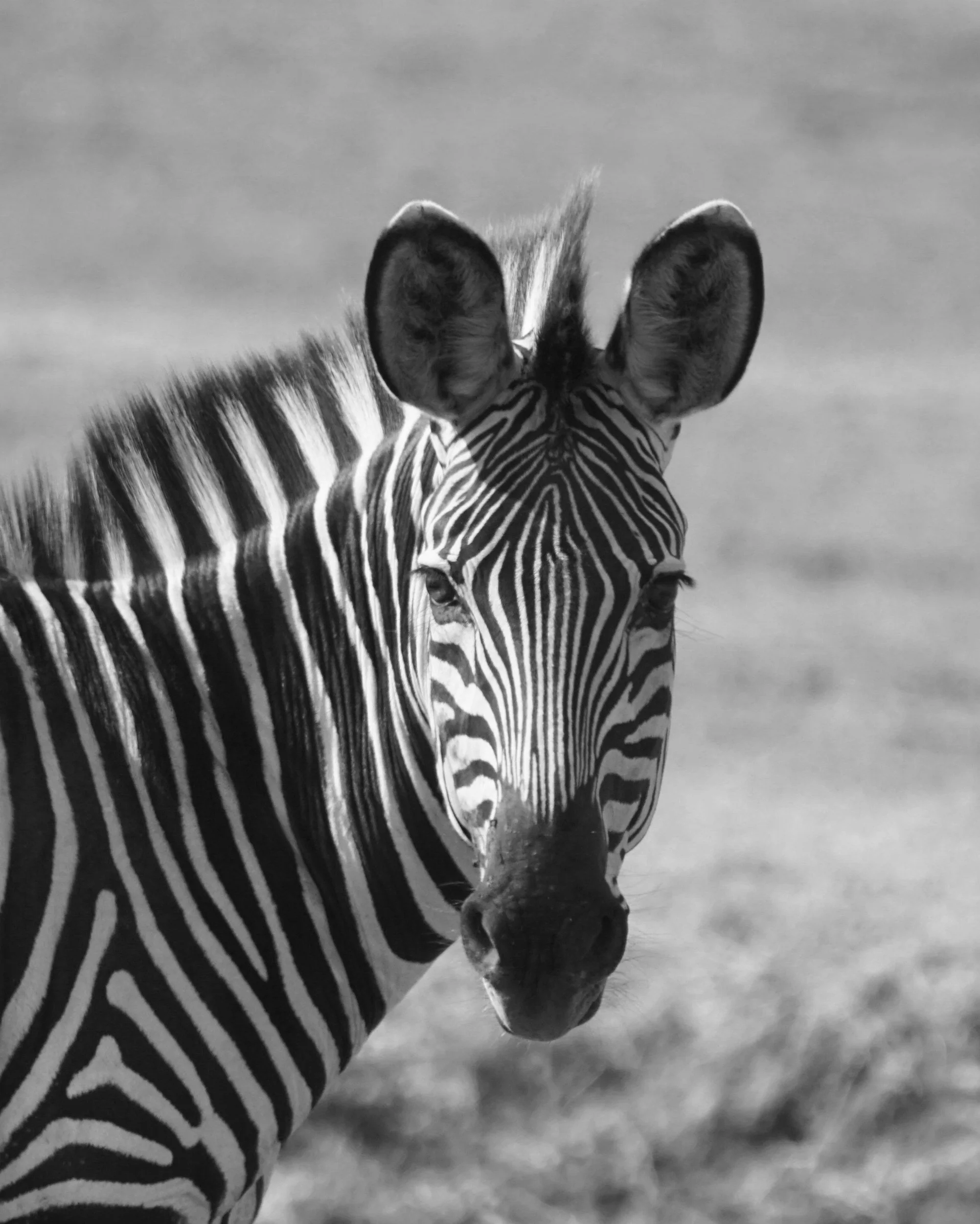 Black and white image of zebra staring at the camera representing online therapy available in New York for women living with rare illnesses like Ehlers Danlos Syndrome, Dysatuonomia and MCAS. New York Women's CBT offers online therapy and support.