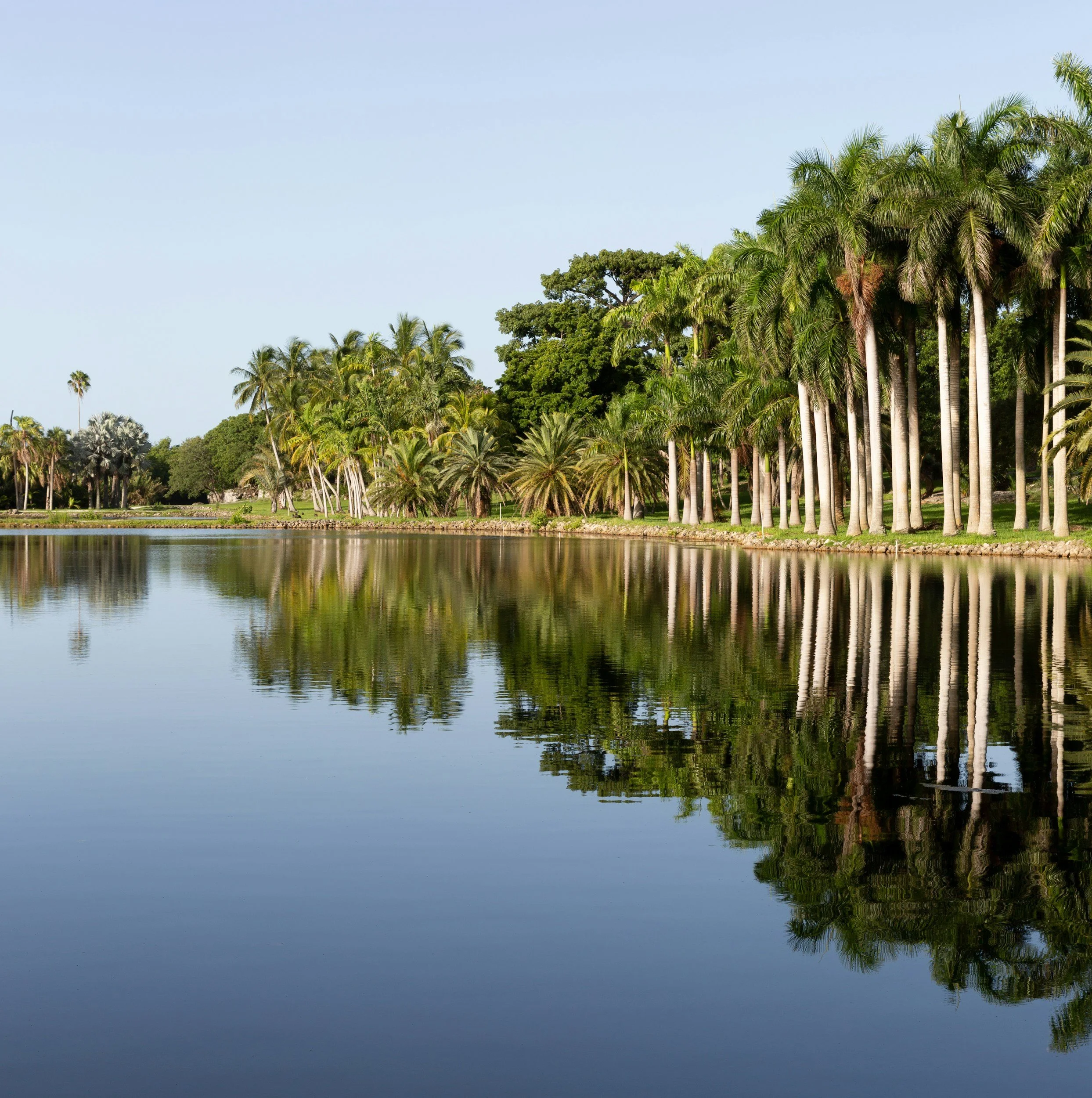 Image of palm beaches near the water, representing the benefits of third wave CBT tools for women with endometriosis living in Florida. Telehealth therapy available for women with endometriosis, chronic pelvic pain and autoimmune conditions.