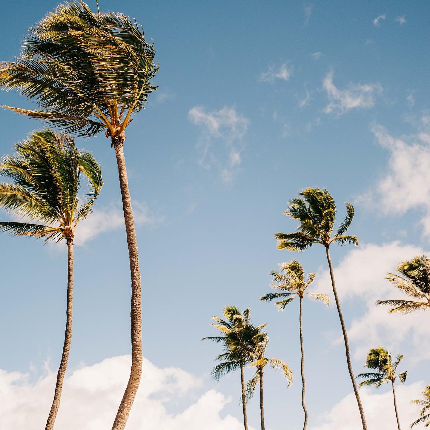 Beach season all year round #hawaii #oahu