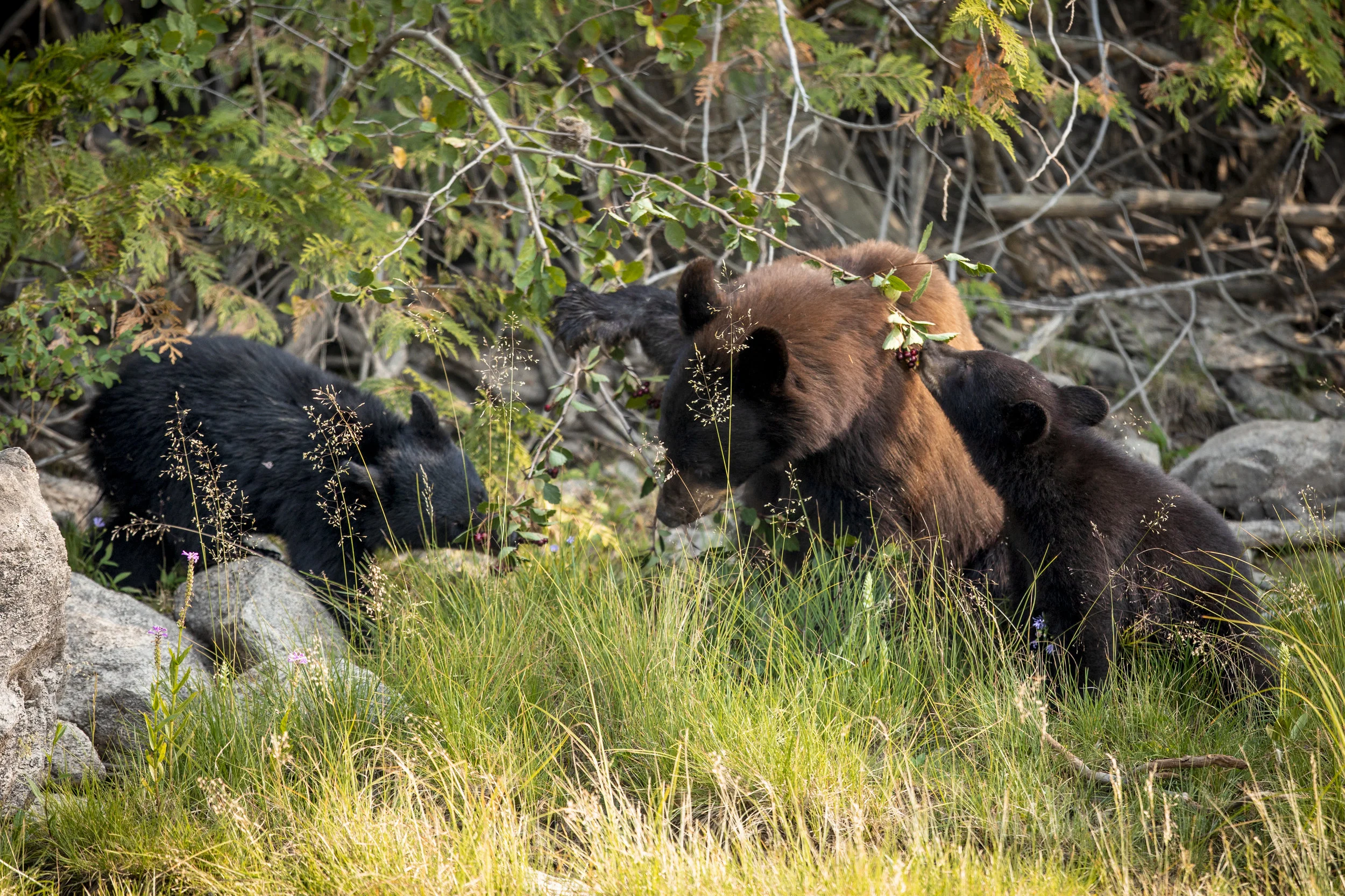 mother and cubs eating edit 2.JPG