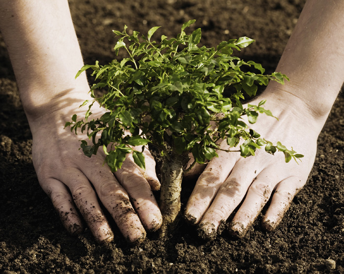 Tree Planting