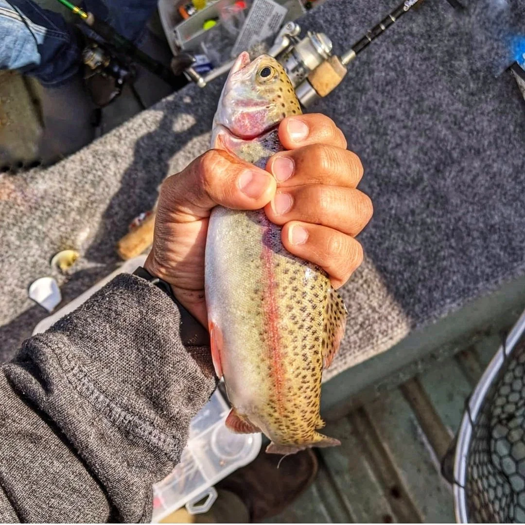 The Essential X Series: Lost Sheep