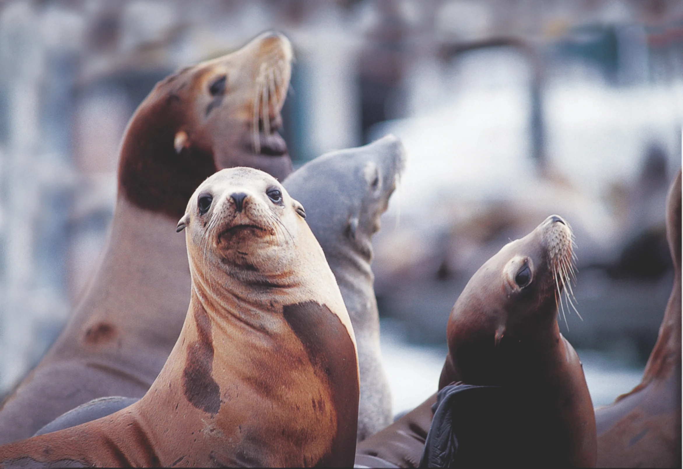 SeaLions.jpeg