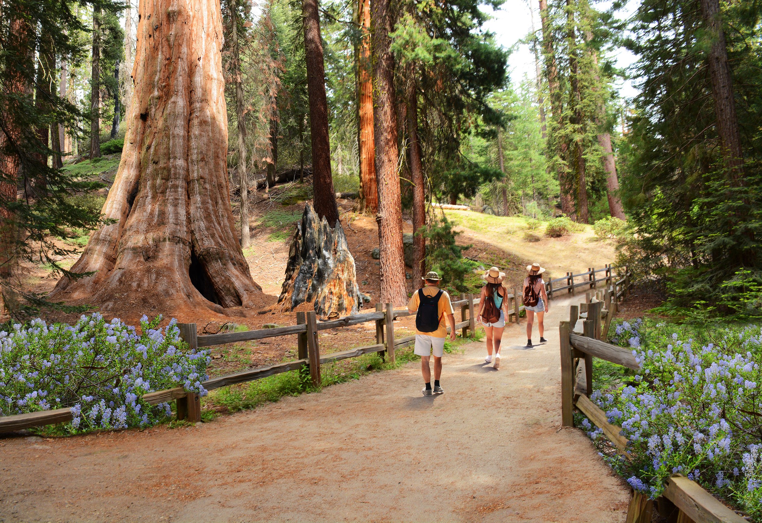 Redwoods - SS Toolkit.jpeg