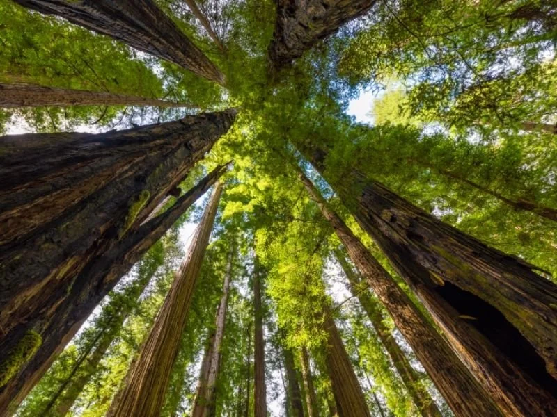 Humboldt Redwoods State Park in California is Highest-Rated in the U.S.