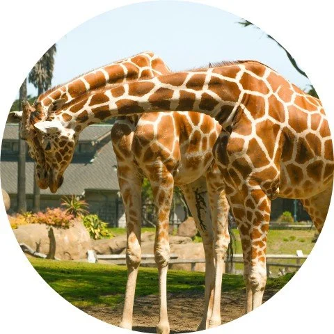 Pop-Up Event: Wild Networking