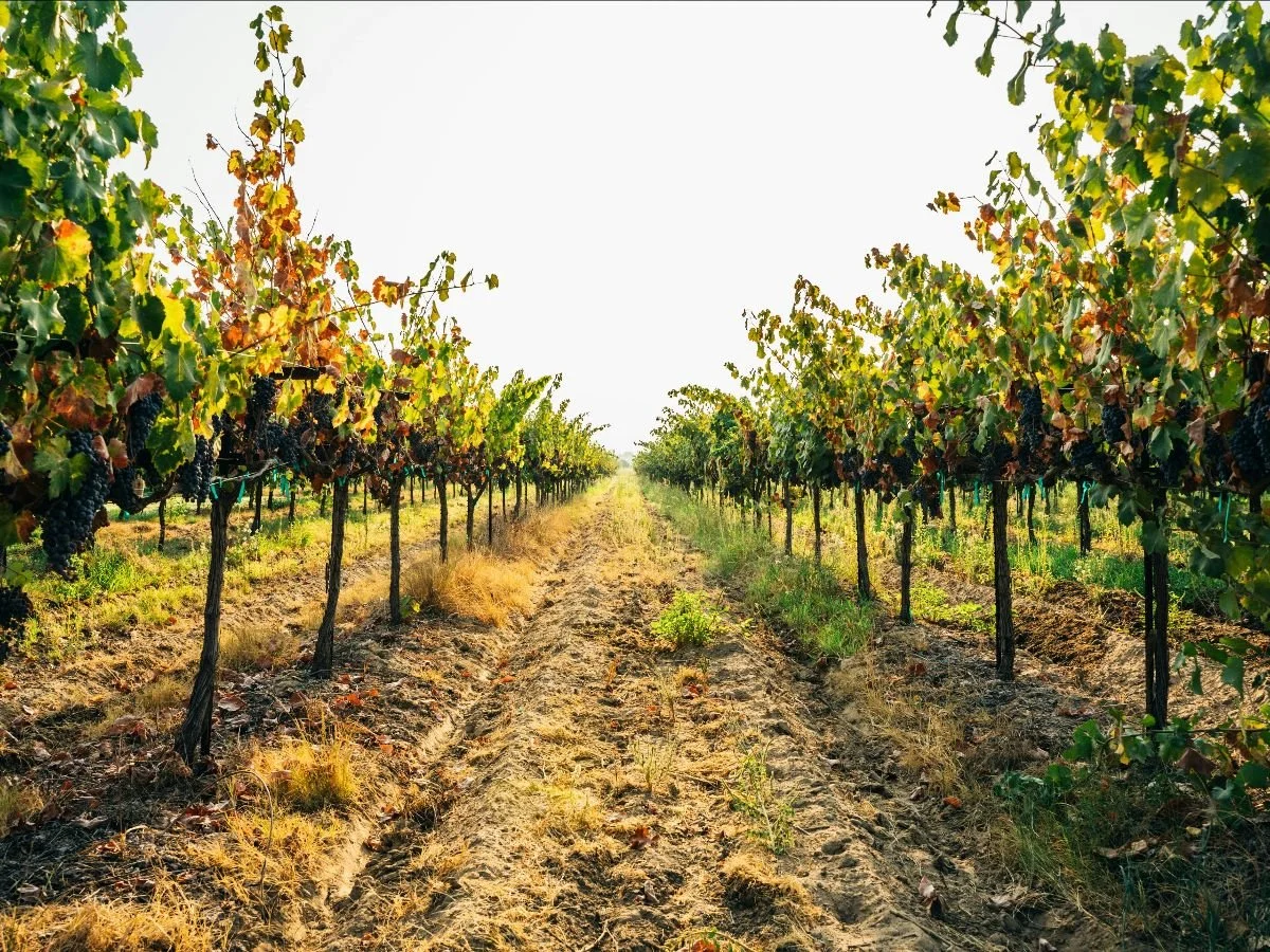 New California law aims to help struggling wine industry