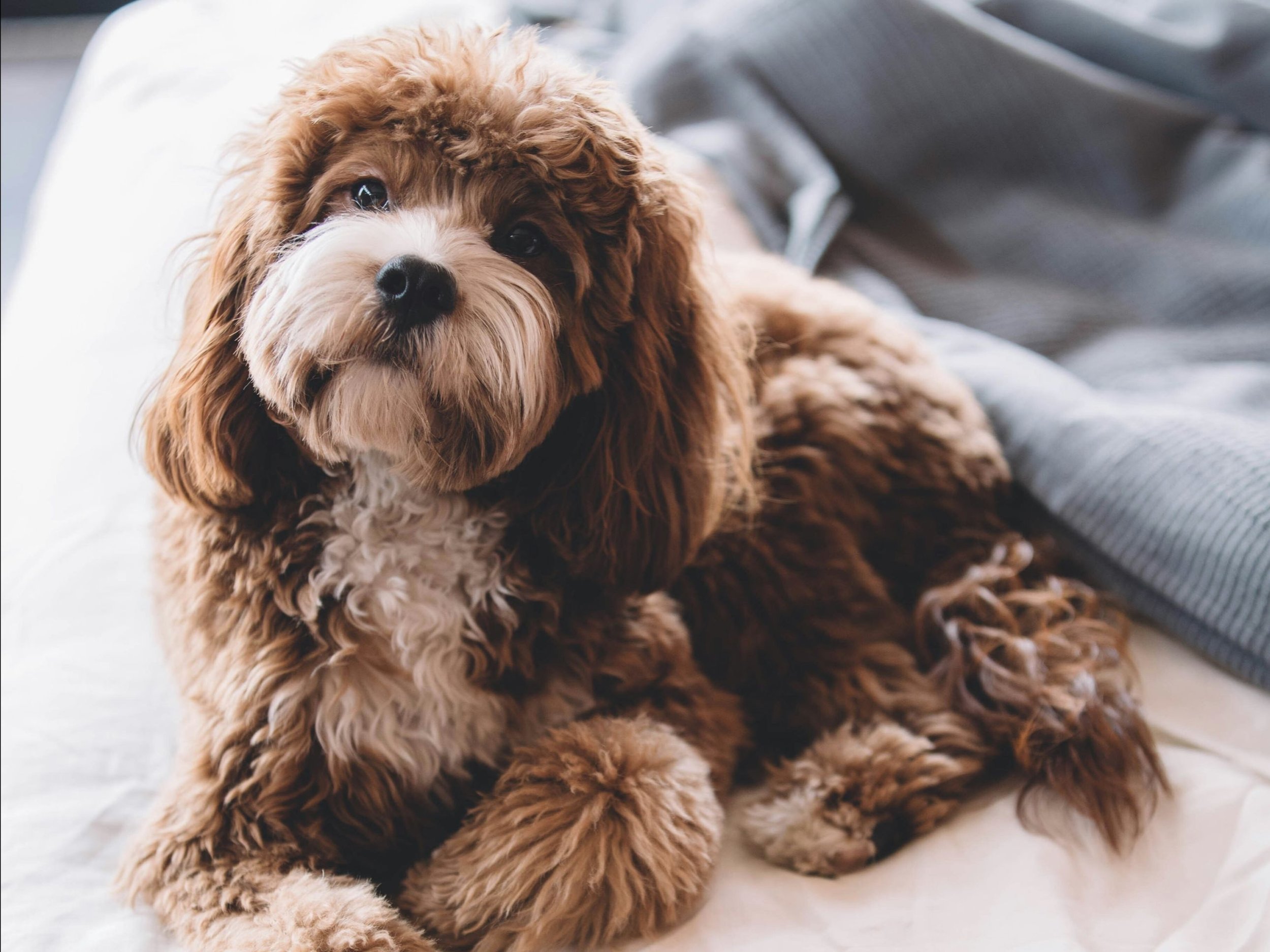 Travelers seek dog-first accommodations