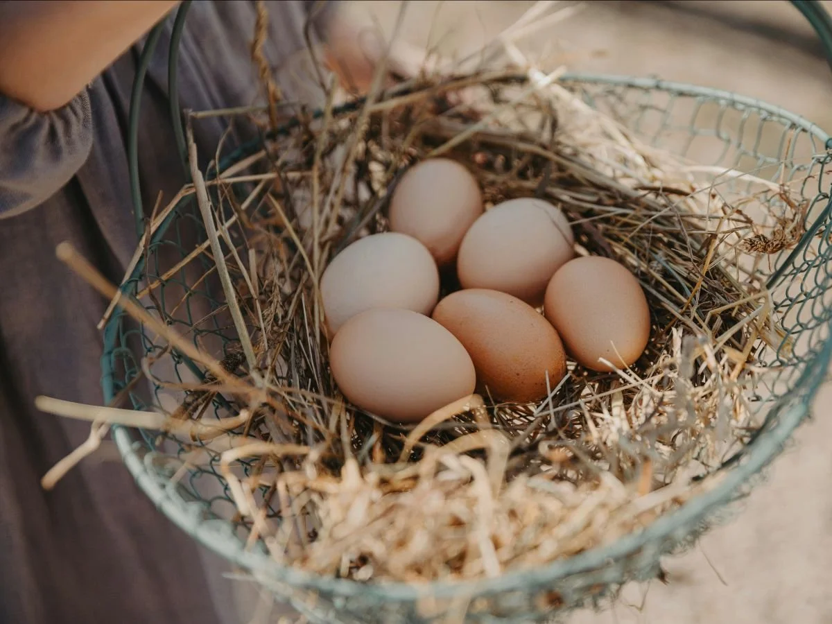  Immersive stays on working farms gain popularity in rural destinations