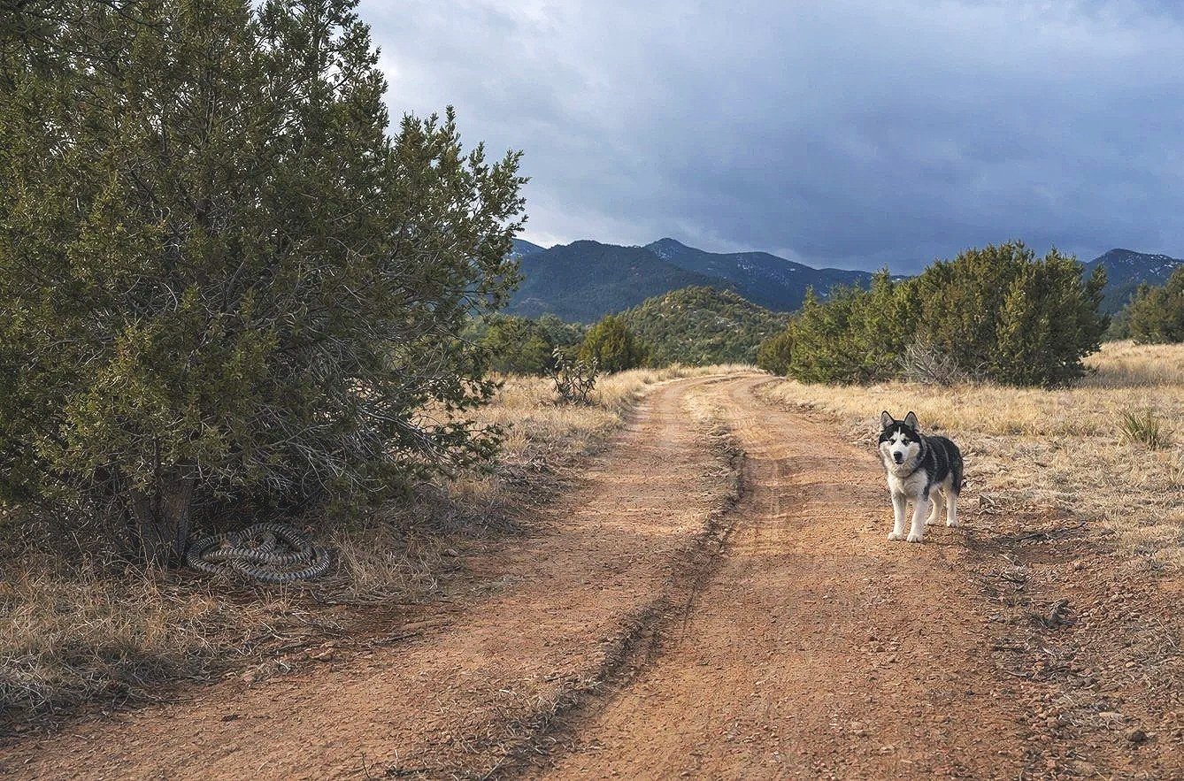 DNAbold: Leading with Purpose | Issue #36 | The Rattle Beneath the Juniper