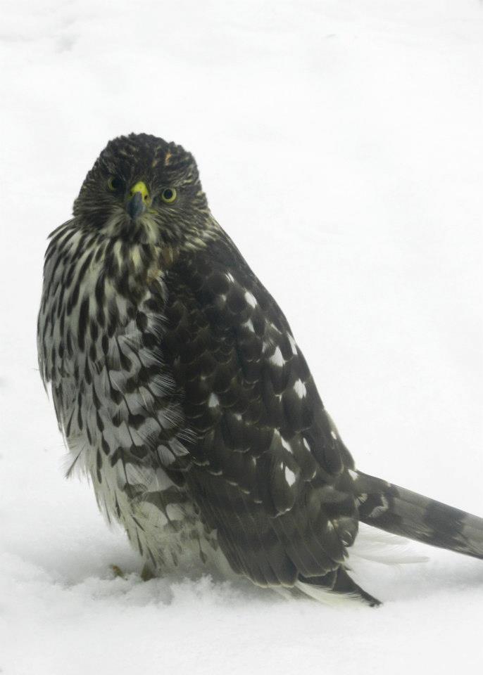 hawk.jpg