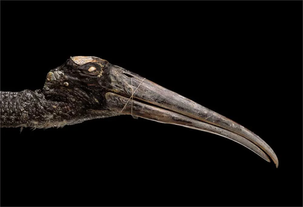 from “A Strange Beauty” by John Bonath