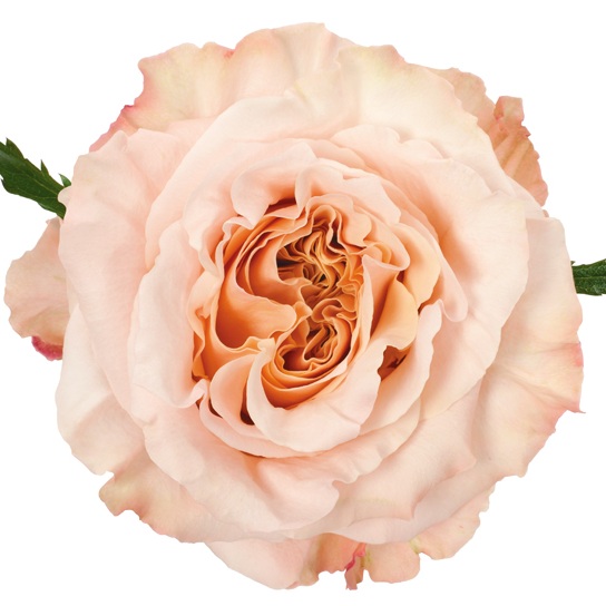 Premium Peach/Blush rose - Photo by DVFlora