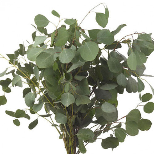 eucalyptus-silver-dollar-green-500x500.jpg