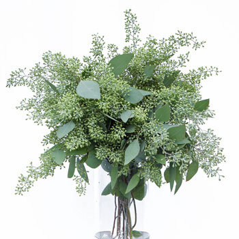 Types of Eucalyptus for your DIY Wedding – Bloom Culture Flowers