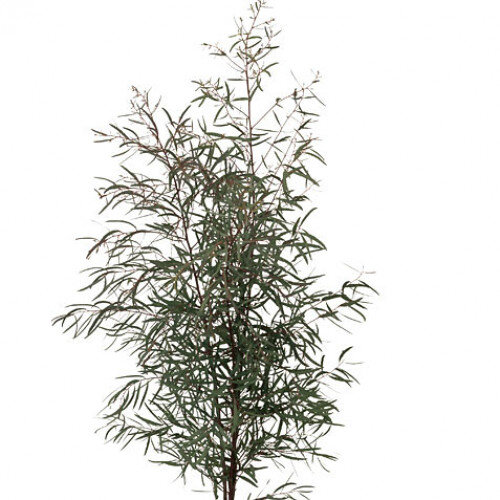 eucalyptus-feather-green-500x500.jpg