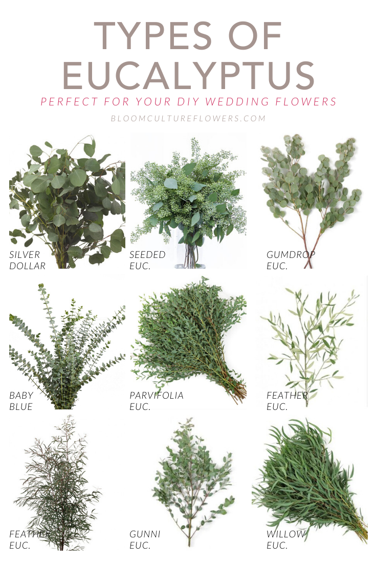 Types of Eucalyptus for your DIY Wedding — Bloom Culture Flowers | A