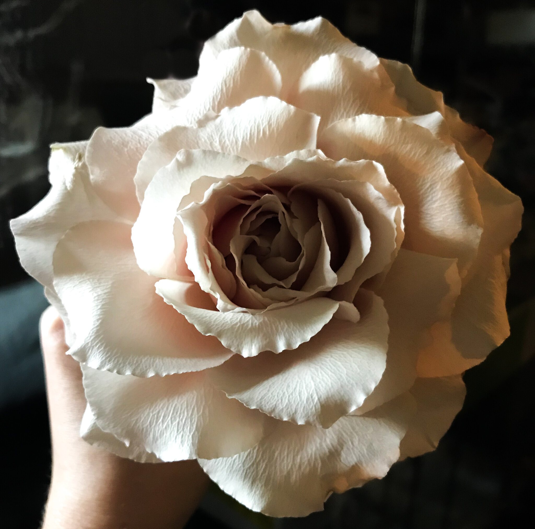 Bloom Culture Pro-Tip: Rose Spin Technique – Bloom Culture Flowers