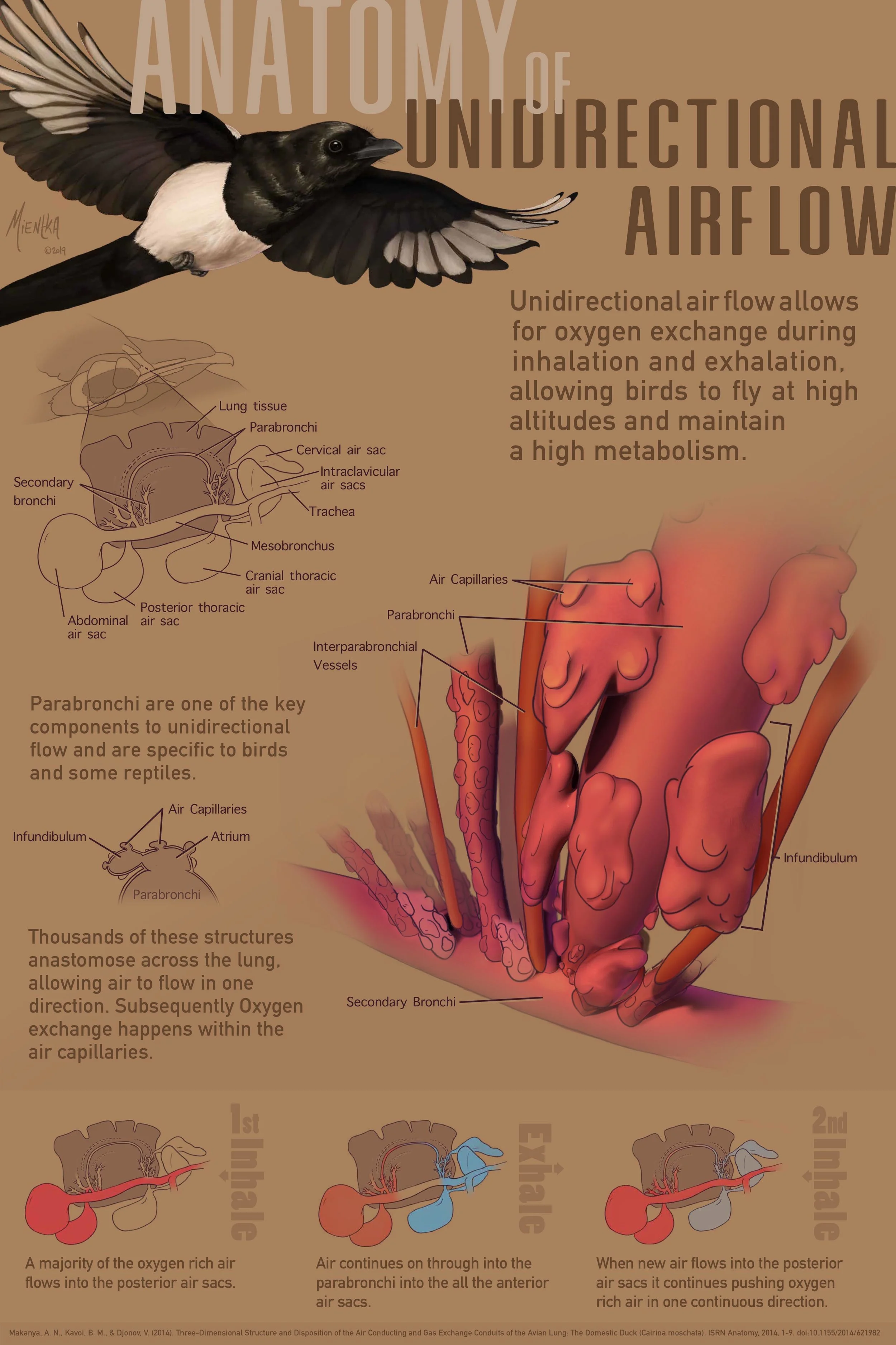 Adobe Photoshop, Illustrator, and InDesign