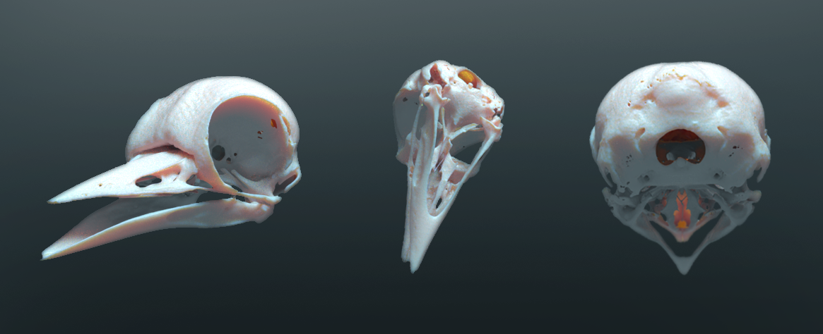 Skull_Vray_met.png