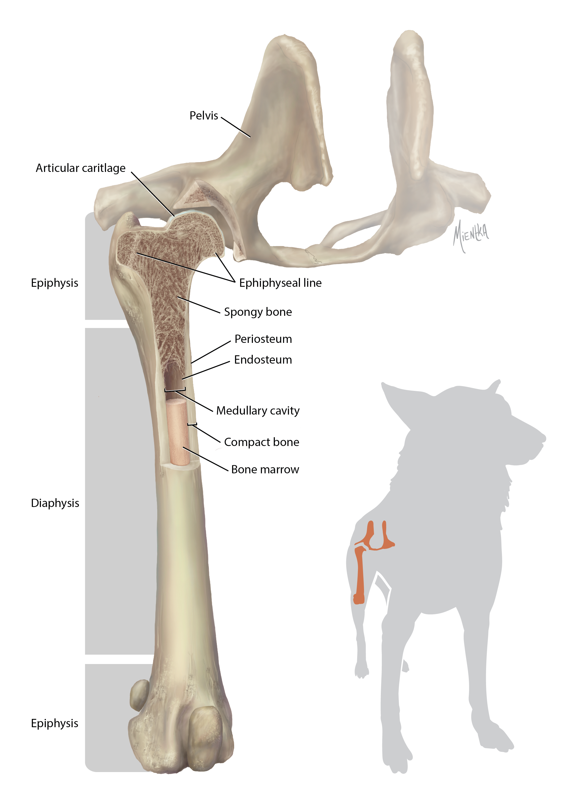 Adobe Photoshop and Illustrator