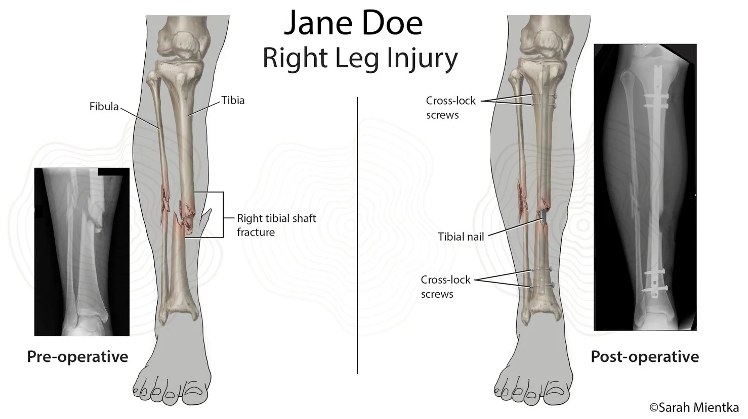 Adobe Photoshop and Illustrator