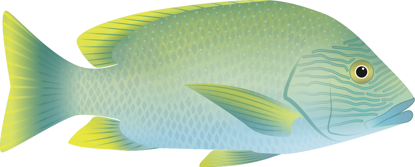 Lutjanus rivulatus